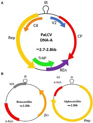 Evolutionary Dynamics of Begomoviruses and Its Satellites Infecting Papaya in India